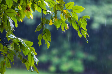 raining shower drop on leaf tree, close up of rainfall in jungle,Heavy Rain Falling on Tree Leaves in forest. droplets fixed on green leaves, Raining day in tropical forest. Raindrop in deep jungle.