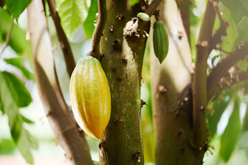 Cacao plant fresh fruit