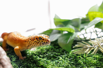 ヒョウモントカゲモドキ