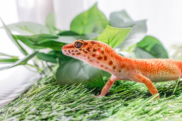 ヒョウモントカゲモドキ