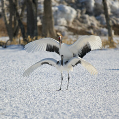 タンチョウの交尾