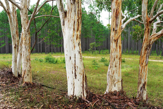 White scribbly gum tree trunks in a row in front of a pine plantation
