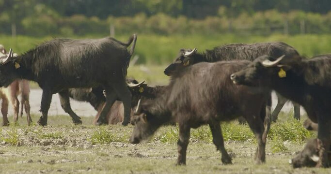 Herd Of Bubalus Bubalis (Water Buffalo) Grazing and RestingSlow Motion Image