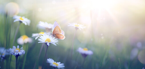 Beautiful Butterfly on a delicate white spring flower in spring in the rays of transparent sunlight of the morning sun, soft focus macro. Beautiful background of Easter spring nature.