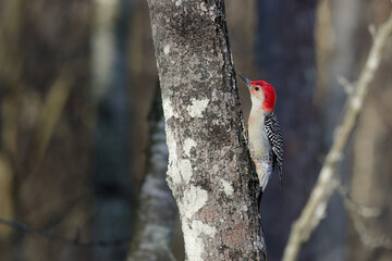 The red-belied woodpecker (Melanerpes carolinus)  in the park.