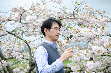 桜並木を散歩する男性