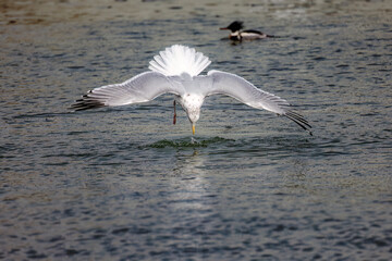 The herring gull (Larus argentatus) attacking prey