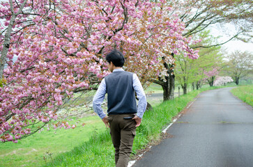 桜並木を散歩する男性