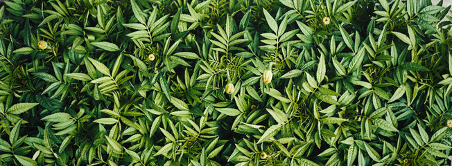 Green natural banner and foliage and plants, organic abstract background