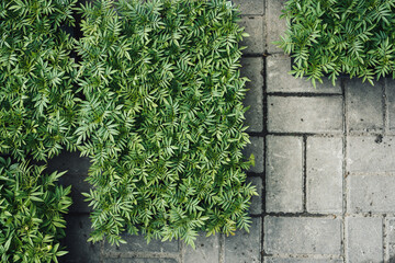Green natural background of flower seedlings for urban flower beds, tagetes
