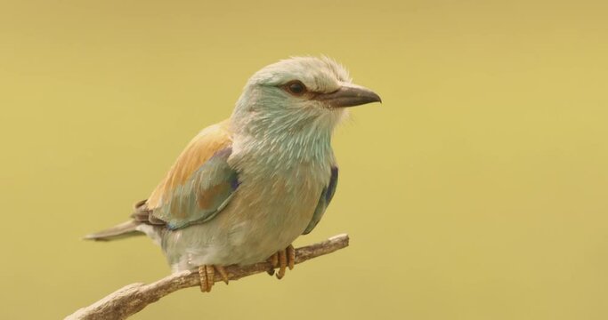 European Roller - Coracias Garrulus Colourful Blue Bird