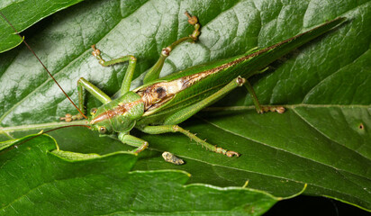 Green grasshopper on a leaf in close-up. Tettigonia viridissima, a large insect that lives in a meadow.