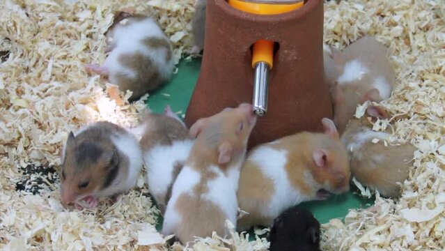 slow motion shot hamster dringing in cage , cute pet concept