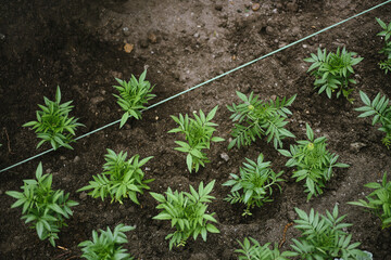 Seedlings of tagetes planted in the open ground of an urban flower bed