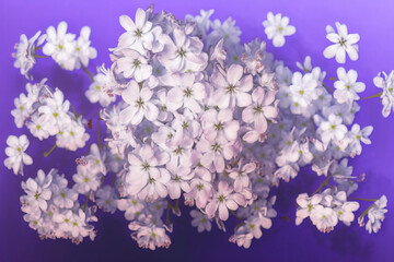Fototapeta premium White cherry tree flowers scattered over a pink background, levitation, spring flowers conception, generated ai