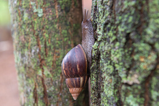 Giant African Snail (Achatina fulica) climbing tree trunk