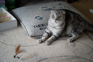 猫じゃらしで遊ぶ猫