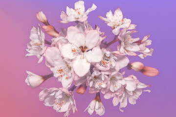 Fototapeta na wymiar White peach tree flowers scattered over a pink background, levitation, spring flowers conception, generated ai