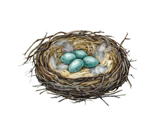 Naklejka na ściany i meble Bird cozy nest with blue eggs. Watercolor illustration. Hand drawn realistic detailed nest made of sticks, dry grass, feathers. Robin, crow, song thrush cute forest habitat element.