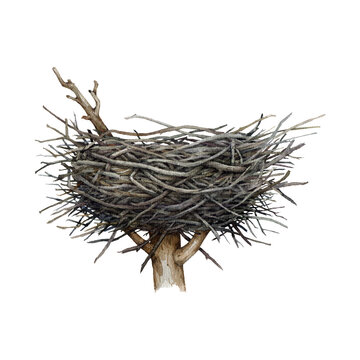 Big bird, eagle or stork nest on the tree top. Watercolor illustration. Hand drawn wildlife nature element. Bird nest from sticks and branches on the tree top.