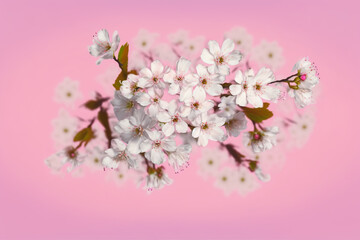 White cherry tree flowers scattered over a pink background, levitation, spring flowers conception, generated ai