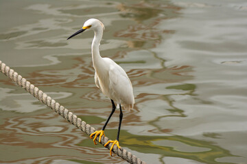 Close-up of a white egret balancing on a rope over the Tietê river