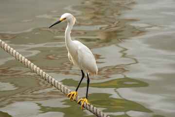 Close-up of a white egret balancing on a rope over the Tietê river