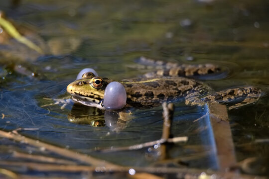Pelophylax lessonae or Lake or Pool Frog.Frog in the pond.