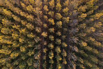 Aerial view of a poplar forest for paper production