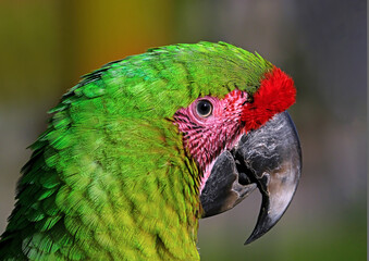 Green parot