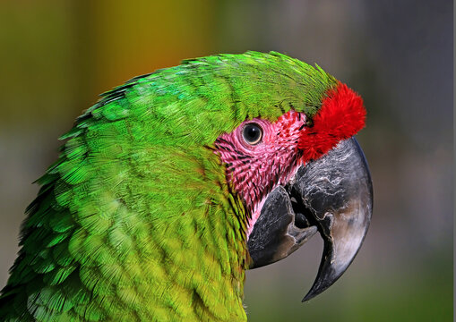 Green parot