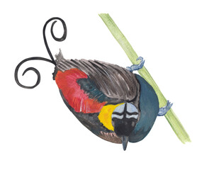 Bird of paradise Tropical bird illustration Colorful and bright exotic bird Gouache painting hand painted clipart Png file with transparent background Animal hand drawing