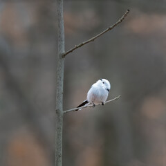  Long-tailed Tit, Aegithalos caudatus. Autumn morning in the forest. Beautiful little bird sitting on a branch