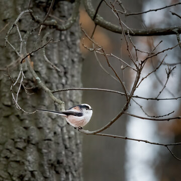  Long-tailed Tit, Aegithalos caudatus. Autumn morning in the forest. Beautiful little bird sitting on a branch