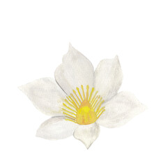 White exotic flower Tropical botanical illustration. Floral gouache painting Graphic design element for greeting cards, postcards, wedding and party invitation, scrapbook.