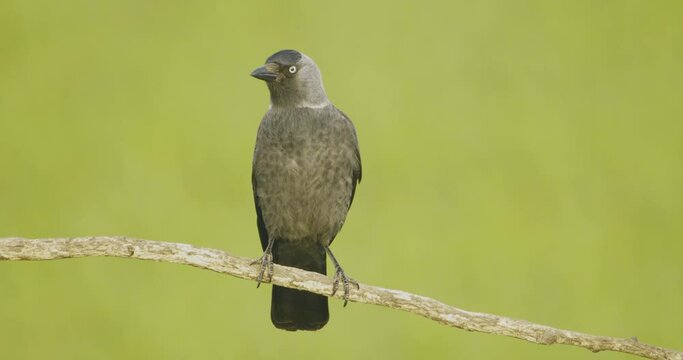 Black Jackdaw Bird Sits On A Branch. Slow Motion Image