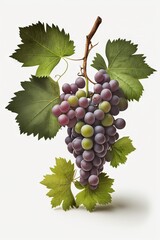 Obraz premium A bunch of grapes photoreal illustration on white background can easily be isolated generative ai