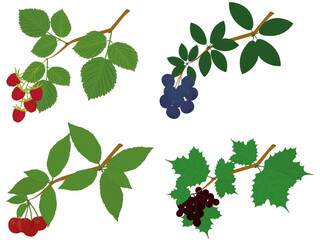 Raspberry, blueberry, cherry and currant branches with leaves and berries vector illustration