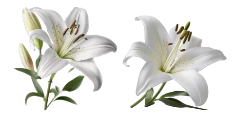 Foto op Plexiglas white lily transparent background , ai generated © dasom