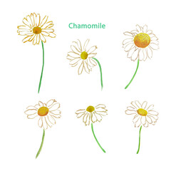 Chamomile, daisies, white daisy, wild flowers, floral illustration, watercolor illustration 
