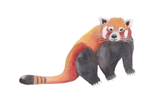 Red Panda Watercolor Illustration For Chinese New Year Celebration Graphic Element For Greeting Card, Poster, Party Invitation, Scrapbooking. Png File With Transparent Background Watercolor Clipart