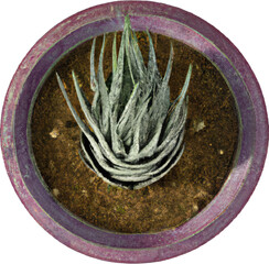 Cacti with striped small succulent growing in one direction with offshoot in a dark grey concrete pot	
