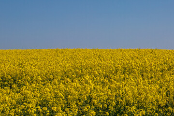 A field of yellow oilseed rape crops on a sunny spring day