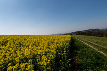 Fototapeta na wymiar A rural South Downs spring landscape on a sunny day, with a rapeseed field beneath a blue sky