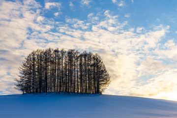 冬のマイルドセブンの丘　北海道・美瑛冬の観光