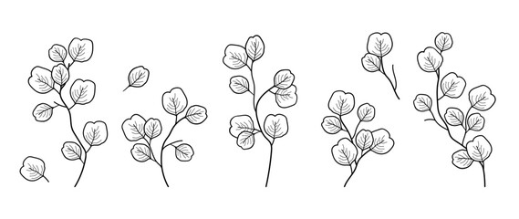Botanical set of Silver dollar eucalyptus and leaves. Hand drawn herbs, plants with elegant leaves and Botanical trendy greenery vector illustration for invitation, design, decor.