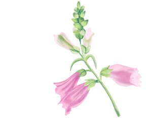 Foxglove Pink Poisonous flower illustration Colorful procreate digital clipart Botanical design element for scrapbooking, invitation, postcards and greeting cards © Liudmila