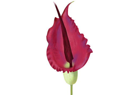 Dracunculus Vulgaris Poisonous flower illustration Colorful procreate digital clipart Botanical design element for scrapbooking, invitation, postcards and greeting cards.