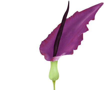 Dracunculus Vulgaris Poisonous flower illustration Colorful procreate digital clipart Botanical design element for scrapbooking, invitation, postcards and greeting cards
