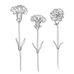 Flowers vector line drawing. Carnation drawn by a black line on a white background. 